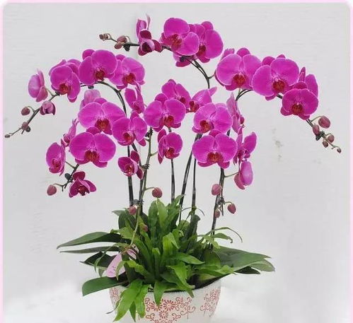 美炸了！撐爆從化朋友圈的花卉展原來在這里，就等你來撩，還有禮品花卉銷售